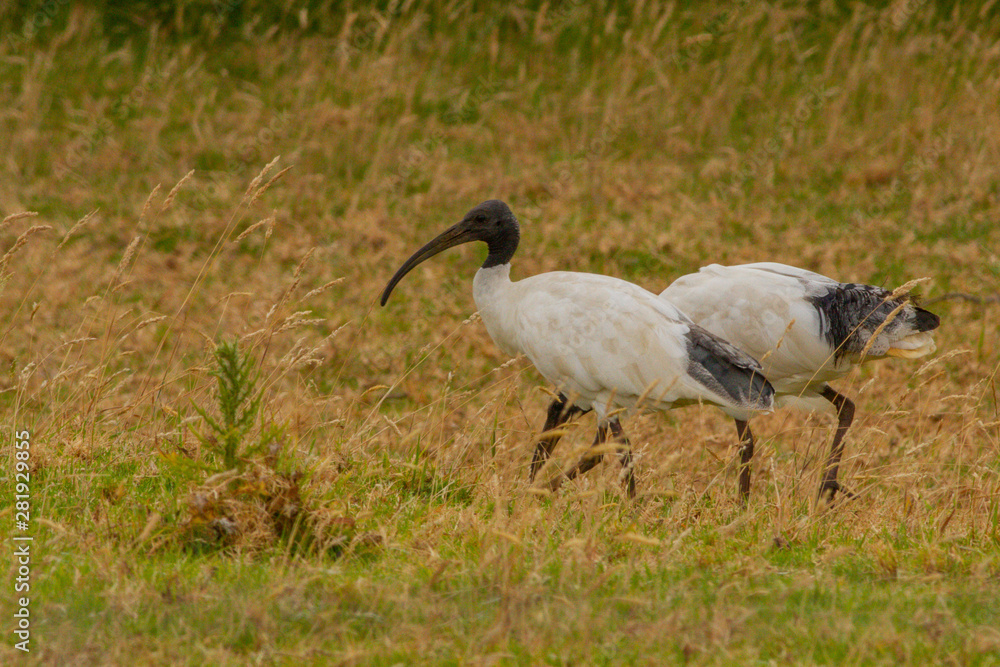 Fototapeta premium Australian White Ibis (Threskiornis molucca)