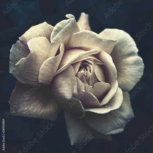 White rose on a dark background close-up