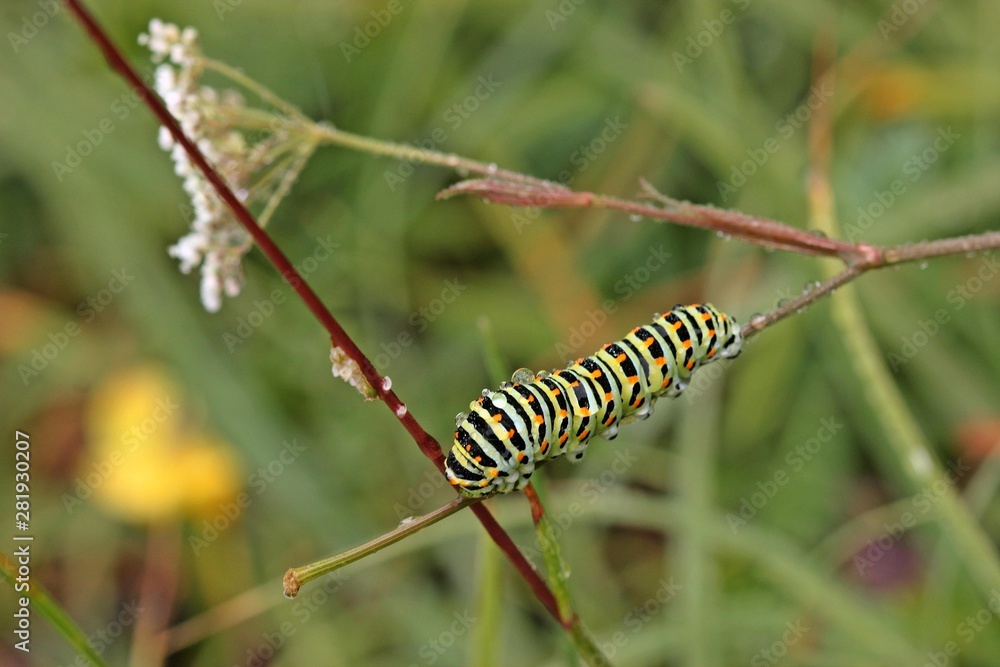 Halbwüchsige Raupe des Schwalbenschwanzes (Papilio machaon) auf Kleiner Bibernelle (Pimpinella saxifraga)
