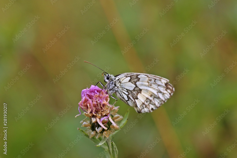 Schachbrettfalter (Melanargia galathea) auf verblühter Wiesen-Flockenblume (Centaurea jacea) Schachbrettfalter (Melanargia galathea) auf verblühter Wiesen-Flockenblume (Centaurea jacea)