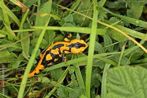 Halbwüchsiger Feuersalamander (Salamandra salamandra) in der nassen Wiese