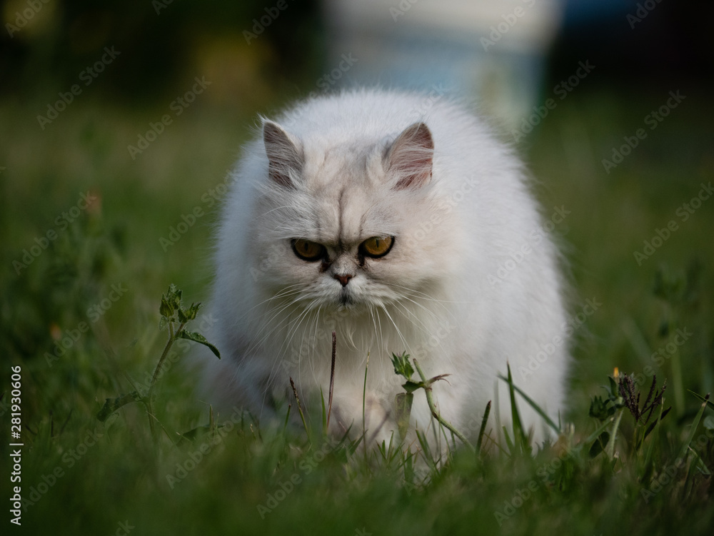 Chat blanc persan chinchilla nature Chat blanc persan chinchilla nature
