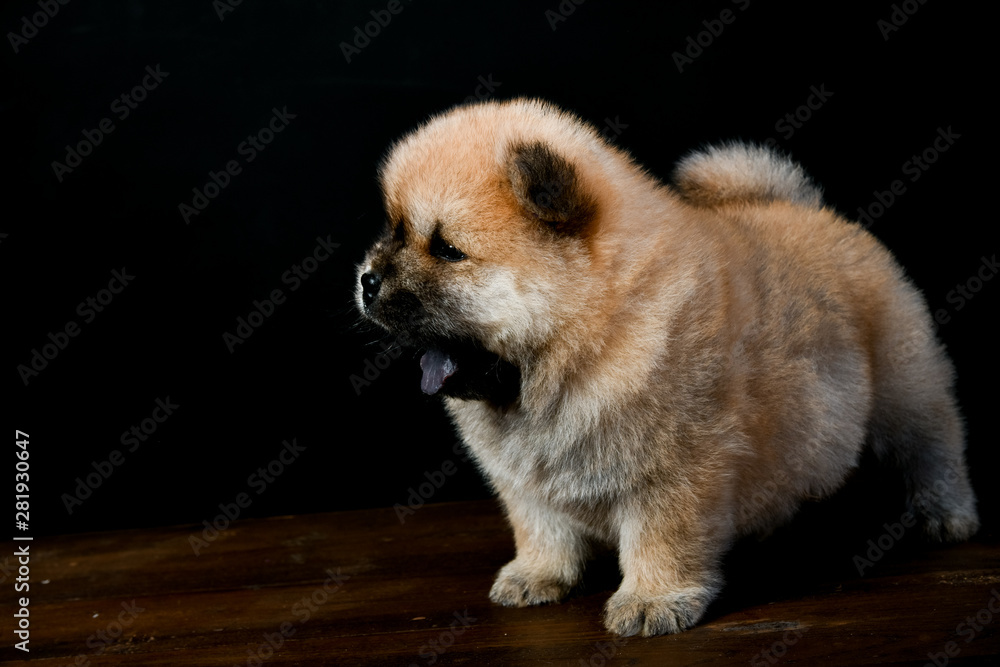 Obraz premium Chow Chow puppies on a wooden table in a black background