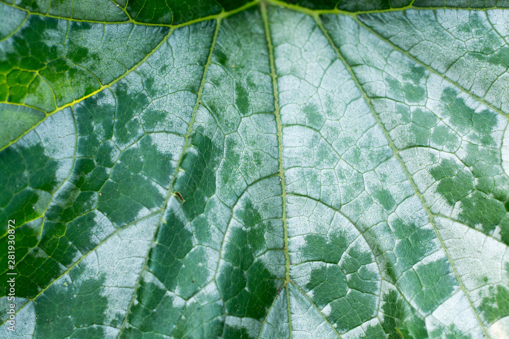 Obraz premium Leaf zucchini closeup in the garden.