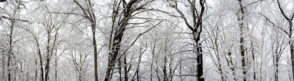 winter panorama in the forest winter panorama in the forest