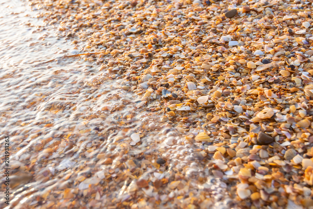 The wave washes small multi-colored sea shells on the sea beach The wave washes small multi-colored sea shells on the sea beach