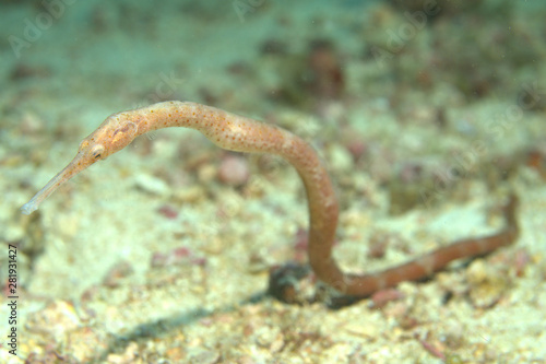 Macro shot of a long nosed pipefish during a muck dive in Malapascua in the Philippines around 25 meters depth