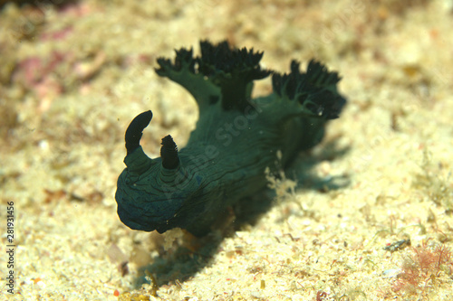 Morose Tambja Nudibranch (or sea slug) in Malapascua Philippines photo