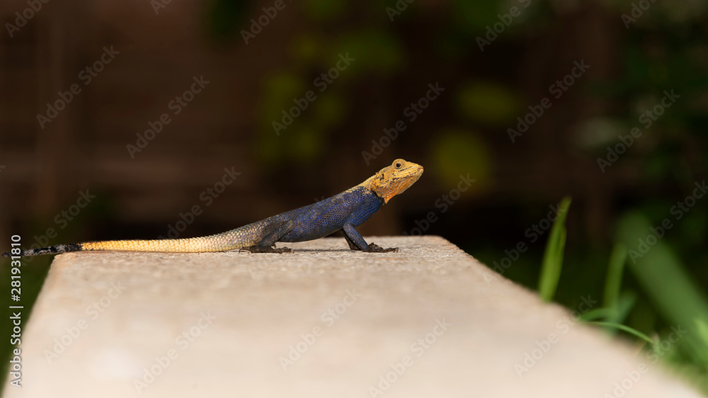 Blue and yellow male agama of settlers (also called margouillat) standing on a low stone wall, Senegal Blue and yellow male agama of settlers (also called margouillat) standing on a low stone wall, Senegal