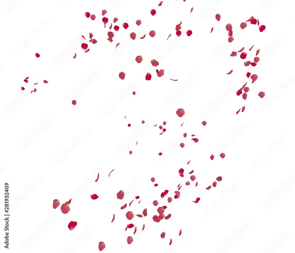 Red rose petals fly in the air