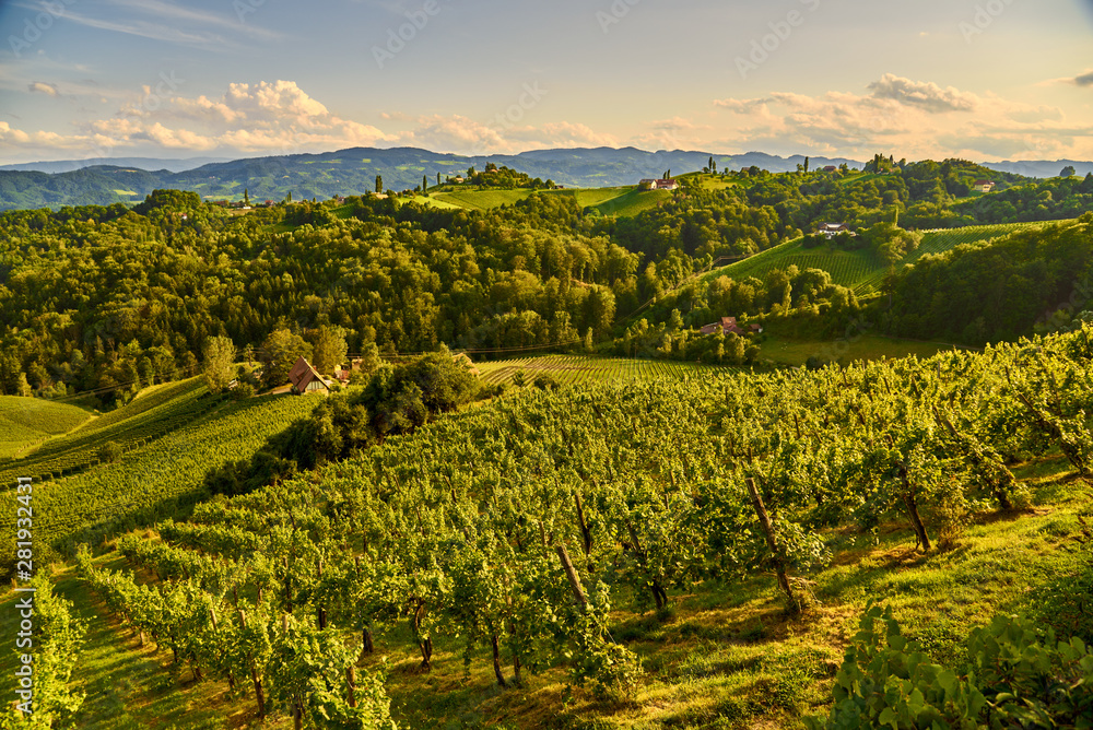 Fototapeta premium Grape hills and mountains view from wine street in Styria, Austria ( Sulztal Weinstrasse ) in summer.