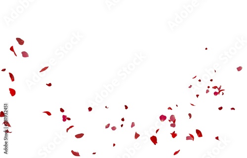 Rose petals flying on white background
