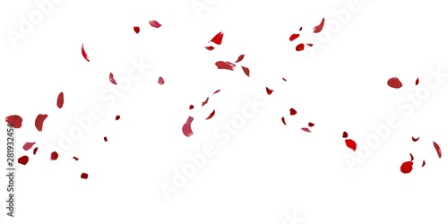 Obraz na plátně Rose petals flying on white background