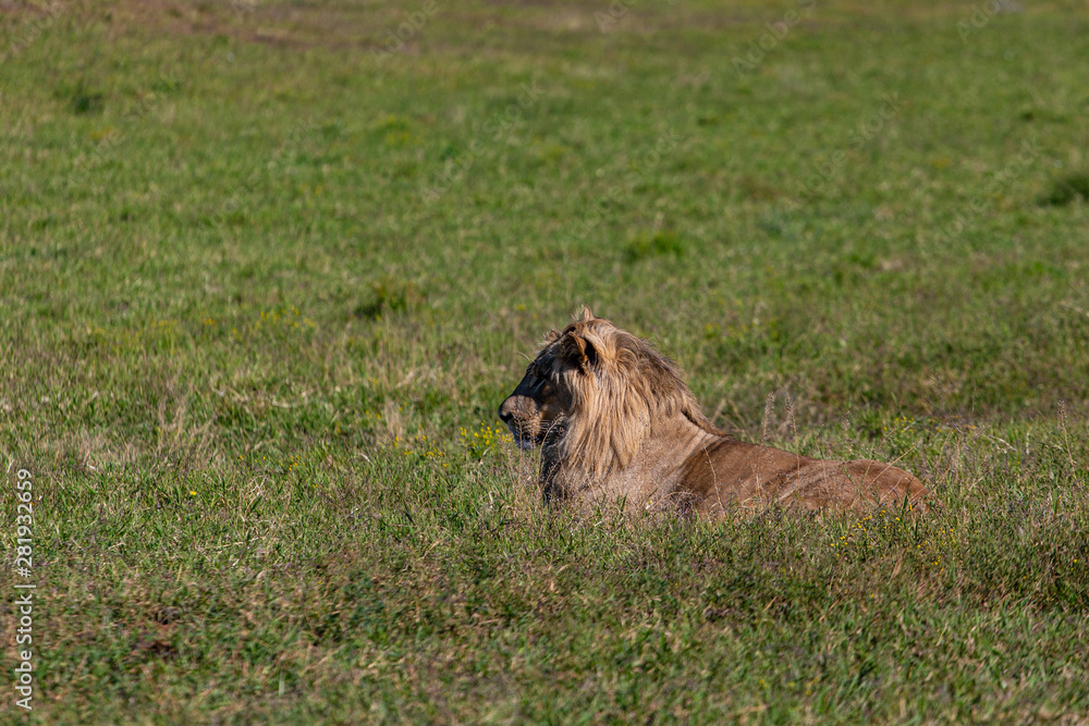 Naklejka premium Safari