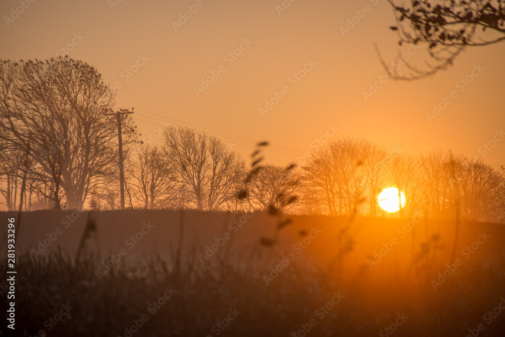 Naklejka premium sunset in the forest