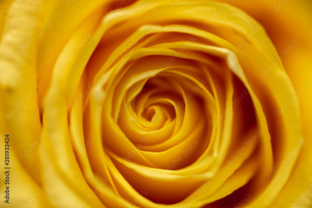 Yellow rose background Yellow rose background