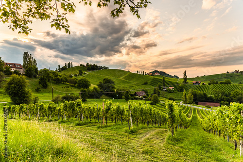 Grape hills and mountains view from wine street in Styria  Austria   Sulztal Weinstrasse   in summer.