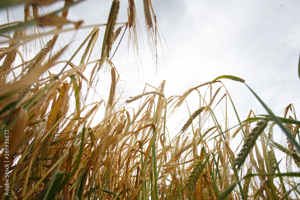 Fototapeta premium spikelets of wheat against the sky as a harvest