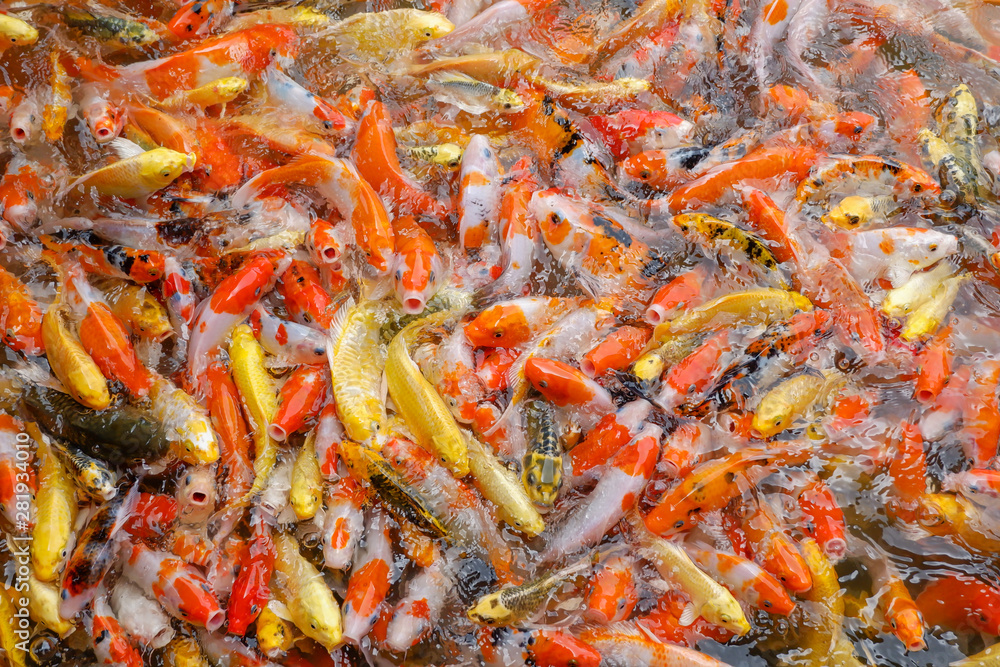 Many fancy carp in the water. Many fancy carp in the water.