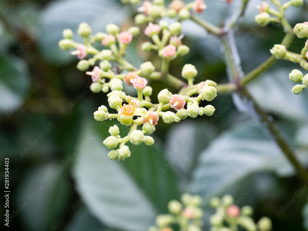 cluster of cayratia japonica flowers 2 cluster of cayratia japonica flowers 2
