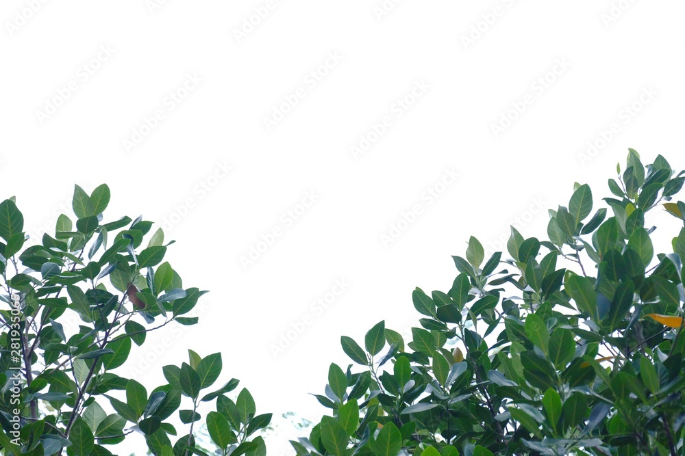 Obraz premium Jackfruit tree leaves with branches on white isolated background for green foliage backdrop 