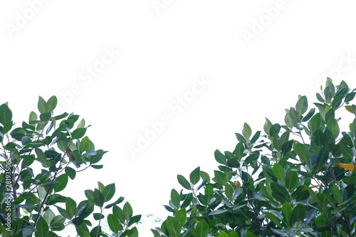Jackfruit tree leaves with branches on white isolated background for green foliage backdrop 