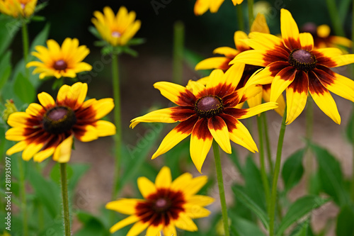 Ornamental large yellow flowers with dark center.