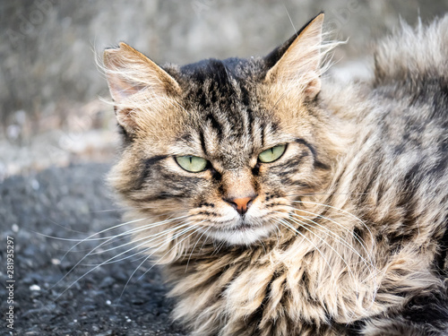 Japanese stray cat on a farm road 2