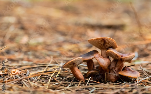 Close-up Mushrooms in a Pine Forest Plantation in Tokai Forest Cape Town photo