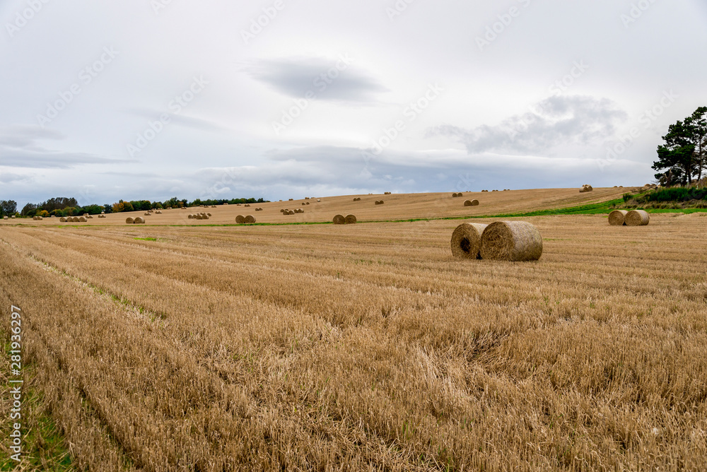 A field of rolled packs of hay in autumn season, Aberdeenshire, Scotland