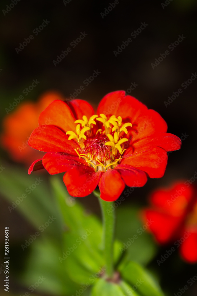macro macro