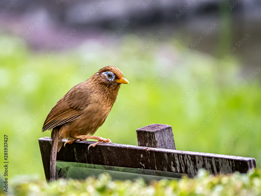 Naklejka premium Chinese hwamei songbird perched on a sign 9