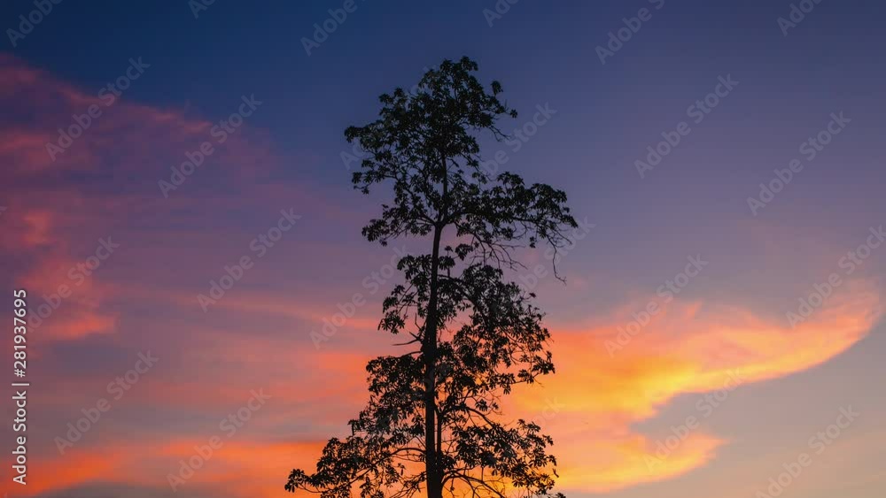 4k timelapse ,The trees in the evening of the sunset 4k timelapse ,The trees in the evening of the sunset