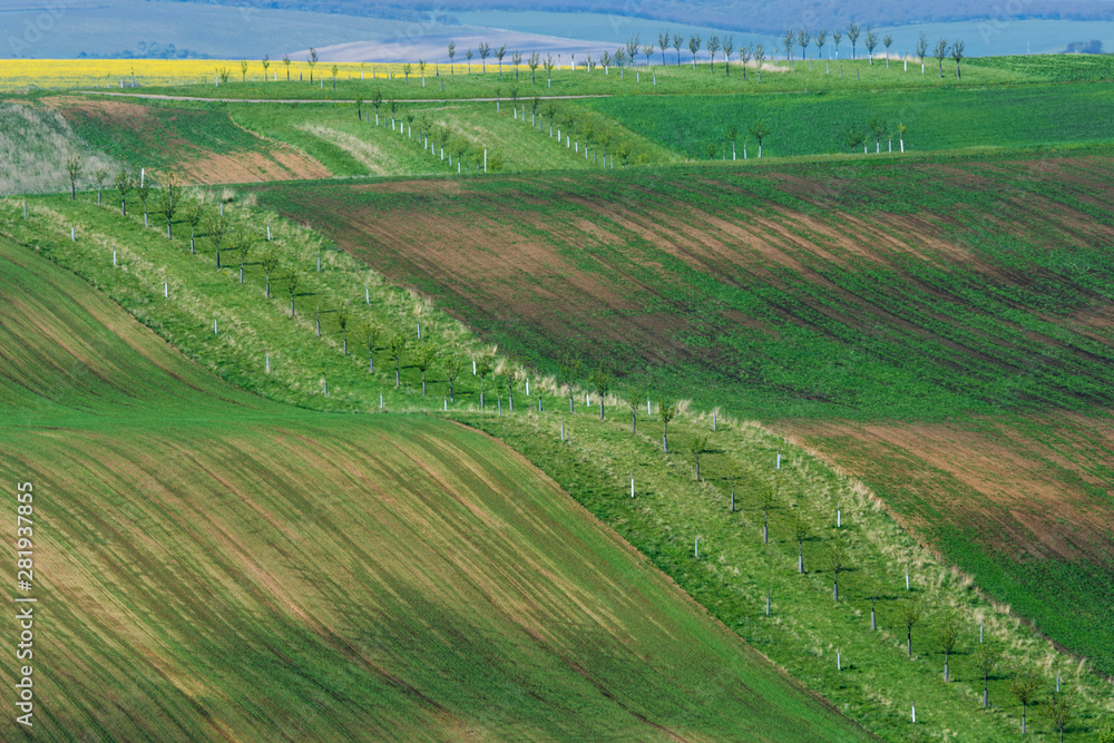 Beautiful and colorful abstract landscape, with rolling hills, green wheat fields and yellow rape fields in South Moravia, Czech Republic Beautiful and colorful abstract landscape, with rolling hills, green wheat fields and yellow rape fields in South Moravia, Czech Republic