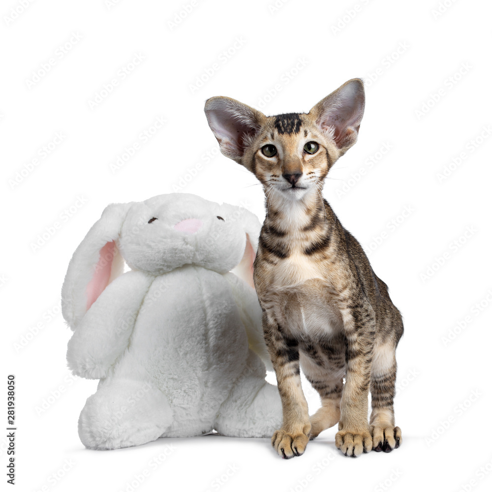 Cute Oriental Shorthair kitten, standing beside white pluche bunny. Looking curious to lens with green eyes. Isolated on white background.