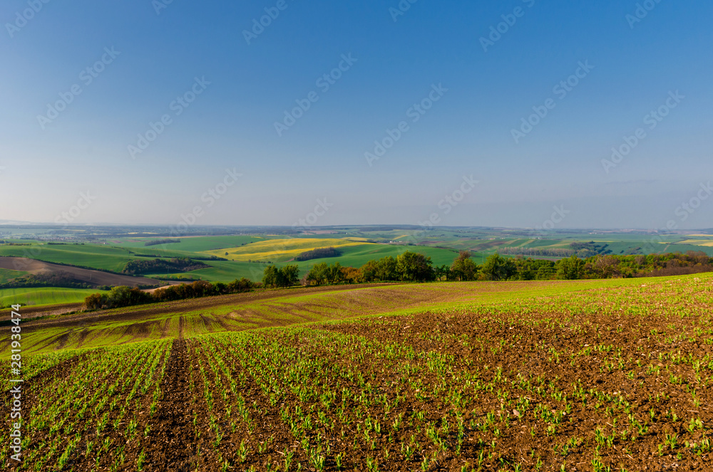 Beautiful and colorful abstract landscape, with rolling hills, green wheat fields and yellow rape fields in South Moravia, Czech Republic
