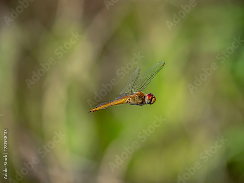 A wandering glider dragonfly in flight 1 © Hanstography
