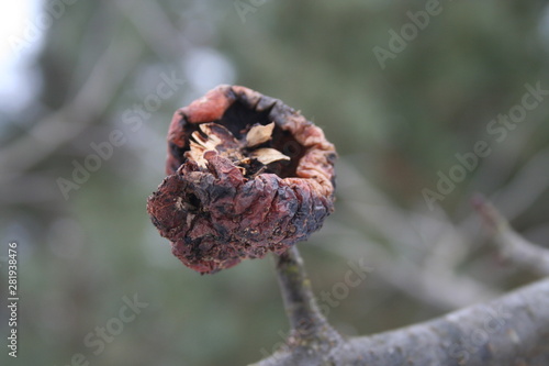 close up of rotten apple