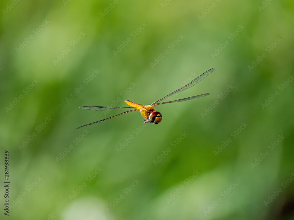 A wandering glider dragonfly in flight 8 A wandering glider dragonfly in flight 8