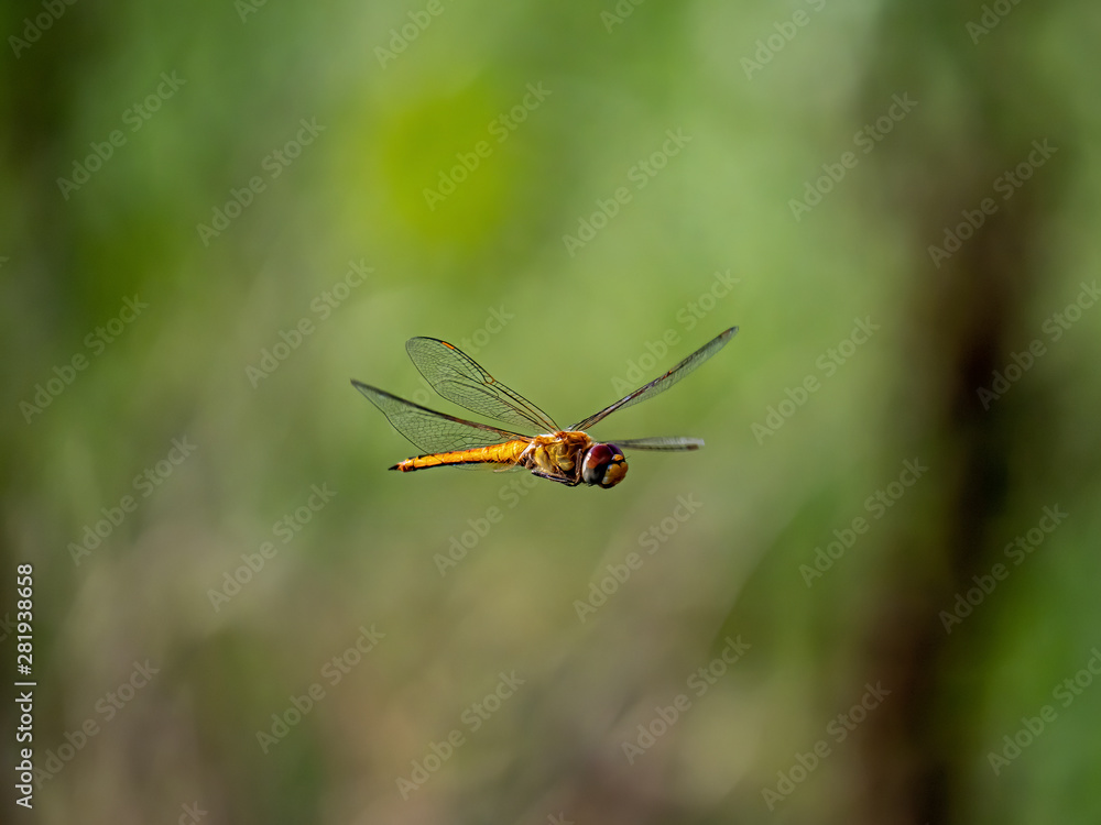 A wandering glider dragonfly in flight 9 A wandering glider dragonfly in flight 9