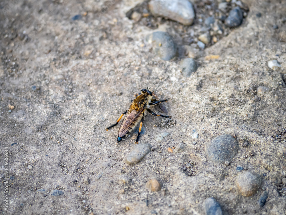 Shioya-abu robber fly on a rock 1 Shioya-abu robber fly on a rock 1