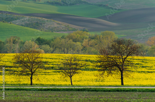 Beautiful and colorful abstract landscape, with rolling hills, green wheat fields and yellow rape fields in South Moravia, Czech Republic © Aron M  - Austria