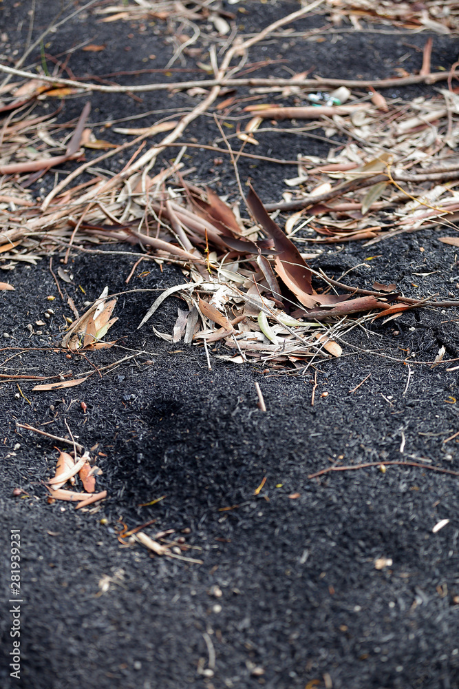 Fototapeta premium dry leaf on the ground