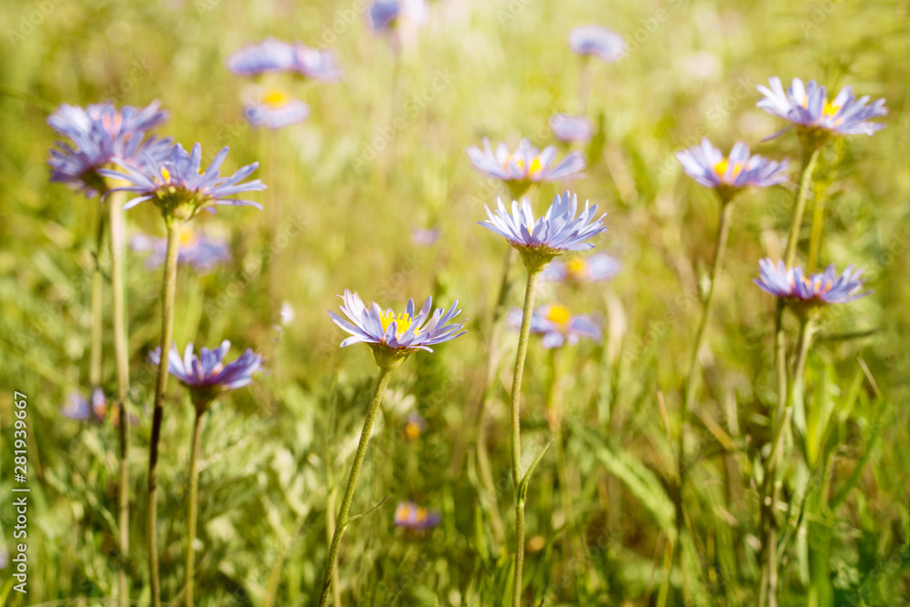 Blue wildflowers on a spring meadow on a Sunny day