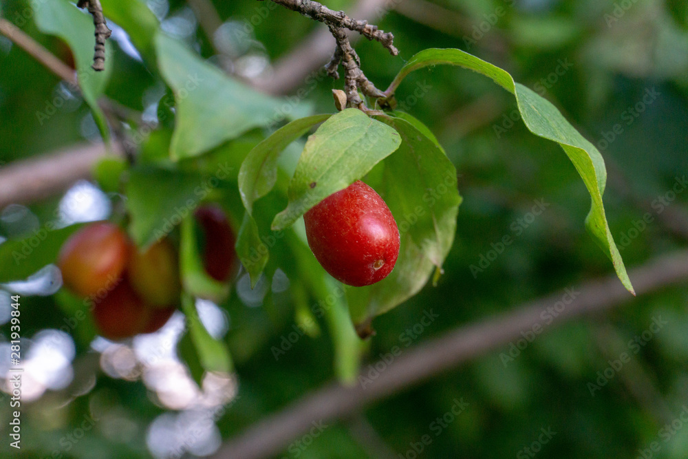 Obraz premium Red dogwood berries on a branch