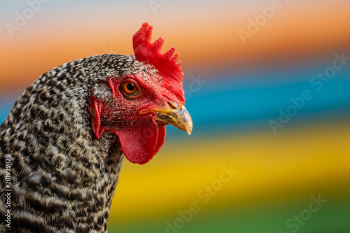 Huhn mit farbigen Hintergrund