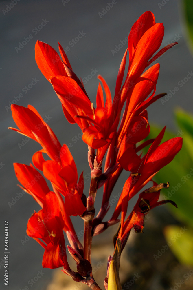Red canna flowers close-up with blurred background Red canna flowers close-up with blurred background