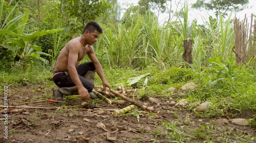 Indigenous Man Cutting Sugar Cane Sticks In The Amazon Rainforest