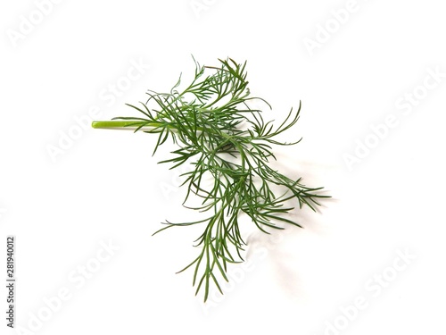 Sprig of fresh green dill. Photos of dill close-up.