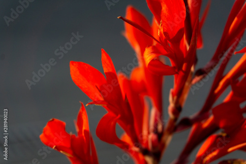 Red canna flowers close-up with blurred background